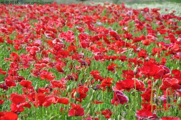 虞美人開(kāi)花圖片花海