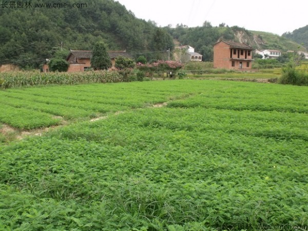 紫穗槐種子發(fā)芽出苗圖片