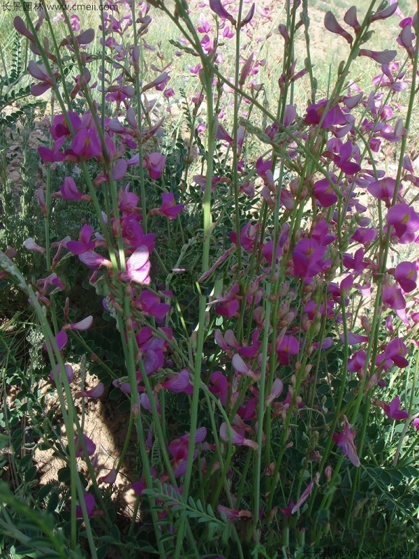 紅豆草開(kāi)花圖片