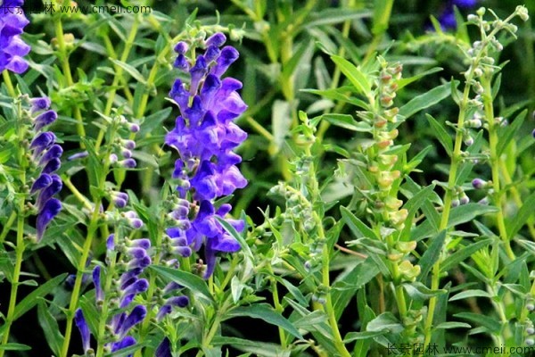 黃芩種子發(fā)芽出苗開花圖片