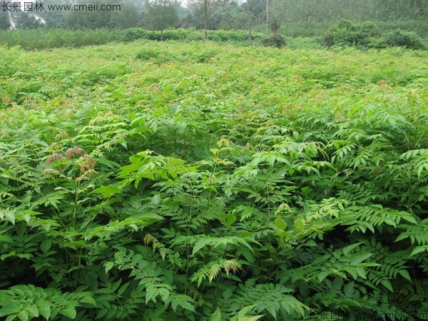 黃山欒樹(shù)種子發(fā)芽出苗圖片