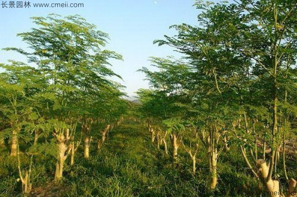 辣木樹種子發(fā)芽出苗圖片