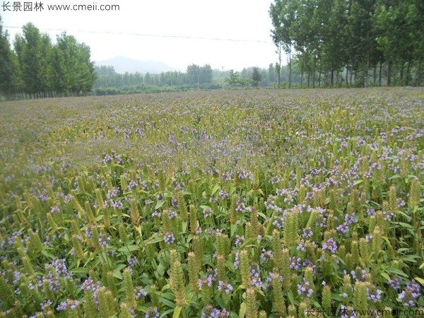 夏枯球種子發(fā)芽出苗開(kāi)花圖片