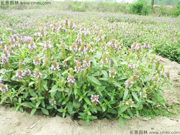 夏枯球種子發(fā)芽出苗開(kāi)花圖片