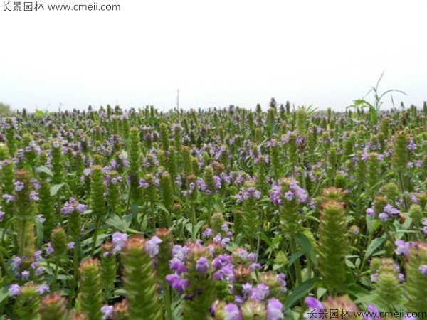 夏枯球種子發(fā)芽出苗開(kāi)花圖片