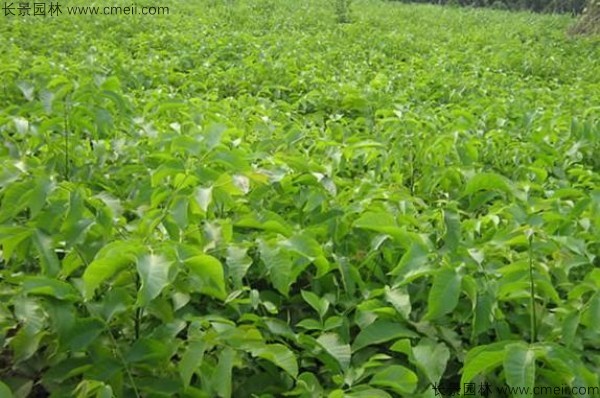 山核桃種子發(fā)芽出苗圖片