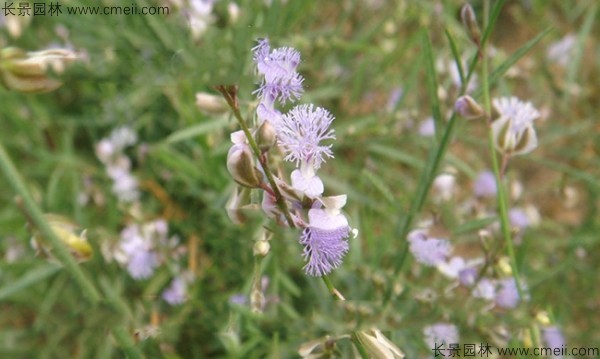 遠(yuǎn)志種子發(fā)芽出苗開花圖片