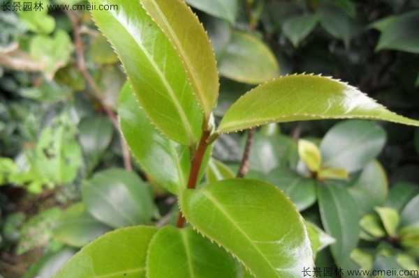 茶樹(shù)種子發(fā)芽出苗圖片