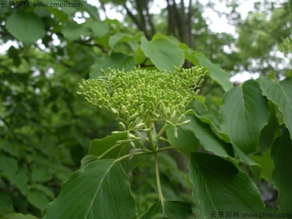 燈臺(tái)樹(shù)種子發(fā)芽出苗圖片