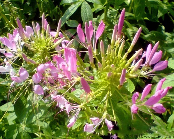 醉蝶花種子發(fā)芽出苗開(kāi)花圖片