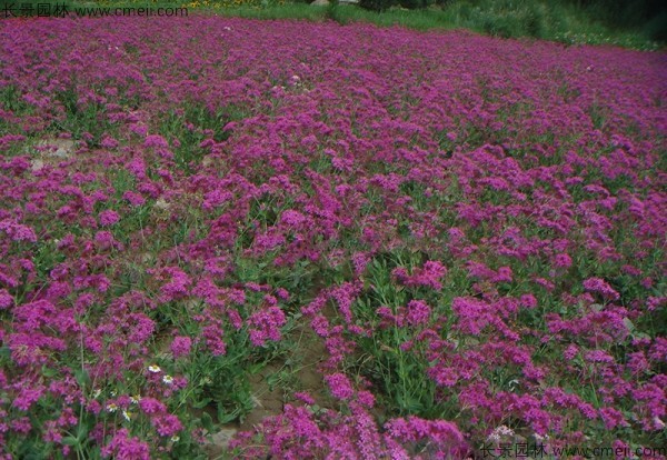 高雪輪種子發(fā)芽出苗開(kāi)花圖片