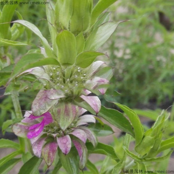 留蘭香薄荷種子發(fā)芽出苗開花圖片