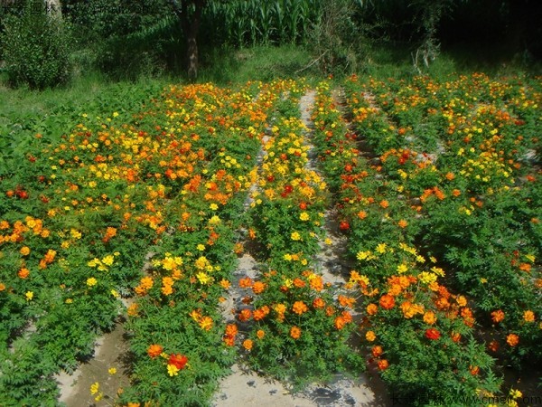 硫化菊種子發(fā)芽出苗開花圖片