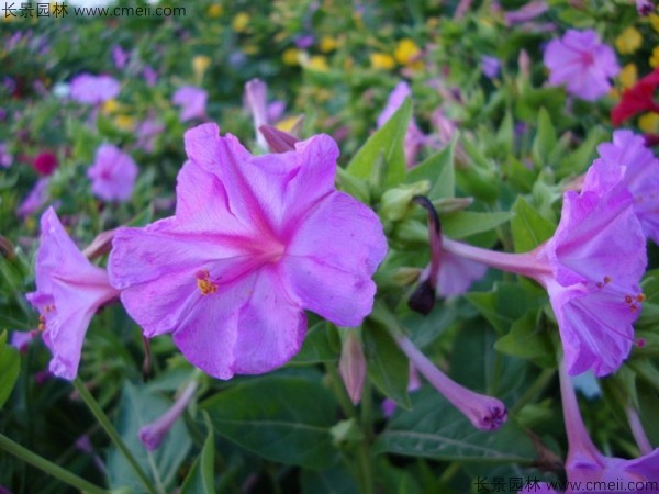 紫茉莉種子發(fā)芽出苗開花圖片