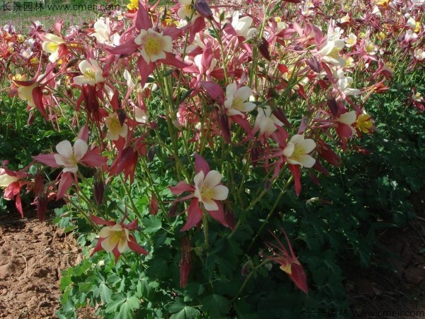 耬斗菜種子發(fā)芽出苗開(kāi)花圖片