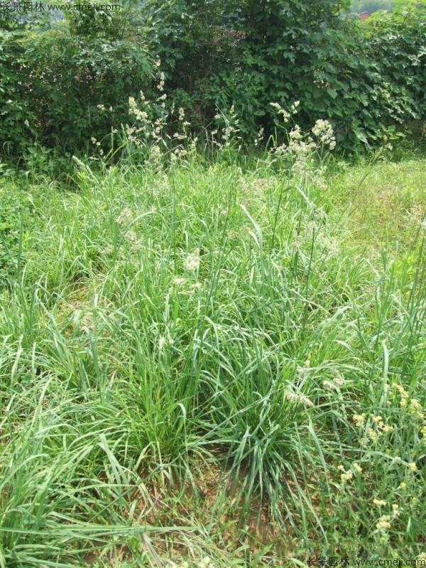 鴨茅種子發(fā)芽出苗圖片