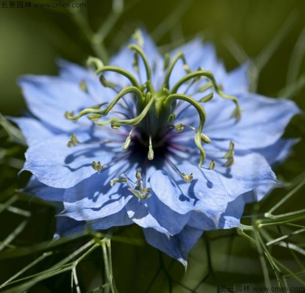 黑種草種子發(fā)芽出苗開(kāi)花圖片