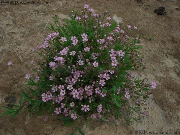 霞草種子發(fā)芽出苗開花圖片