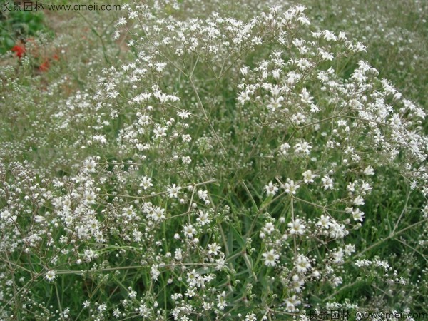 霞草種子發(fā)芽出苗開花圖片