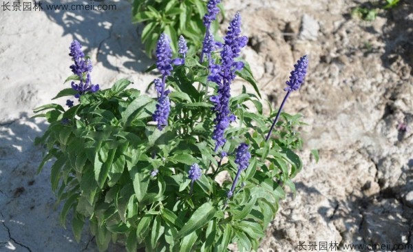 藍(lán)花鼠尾草種子發(fā)芽出苗開花圖片