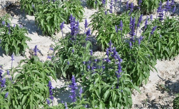 藍(lán)花鼠尾草種子發(fā)芽出苗開花圖片