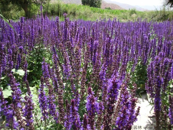 藍(lán)花鼠尾草種子發(fā)芽出苗開花圖片