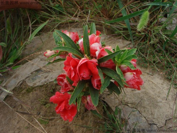 長(zhǎng)春花種子發(fā)芽出苗開花圖片