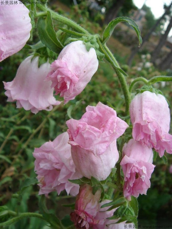 風(fēng)鈴花種子發(fā)芽出苗開花圖片