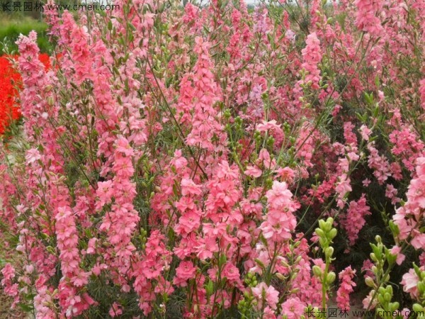 飛燕草種子發(fā)芽出苗開(kāi)花圖片