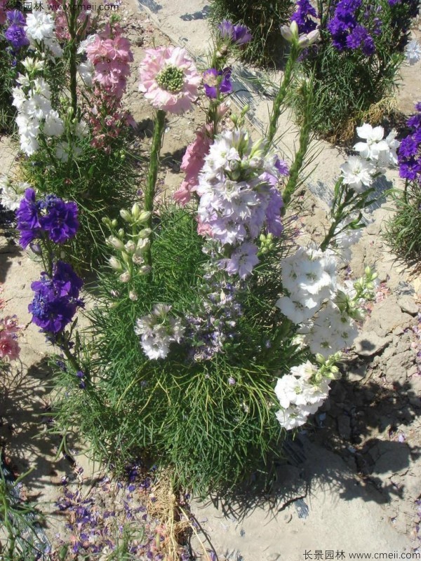 飛燕草種子發(fā)芽出苗開花圖片