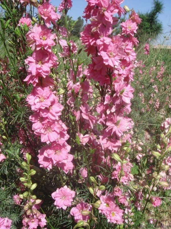 飛燕草種子發(fā)芽出苗開(kāi)花圖片