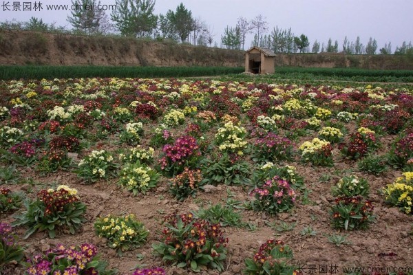 歐洲報(bào)春種子發(fā)芽出苗開(kāi)花圖片