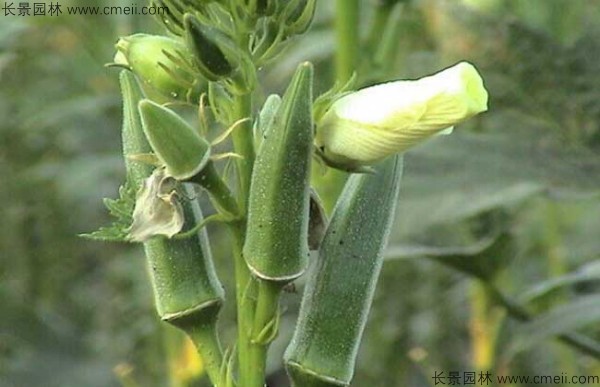 補腎菜種子發(fā)芽出苗圖片