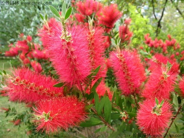 紅千層種子發(fā)芽出苗開(kāi)花圖片