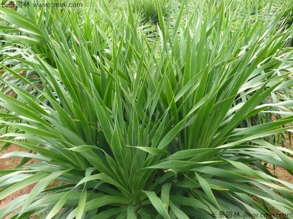 龍血樹(shù)種子發(fā)芽出苗圖片