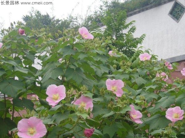 木芙蓉種子發(fā)芽出苗開(kāi)花圖片