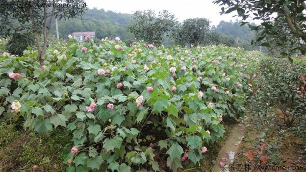 木芙蓉種子發(fā)芽出苗開(kāi)花圖片