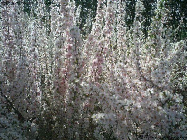 歐李種子發(fā)芽出苗開花圖片