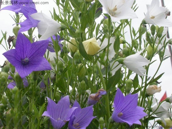 鈴鐺花種子發(fā)芽出苗開花圖片