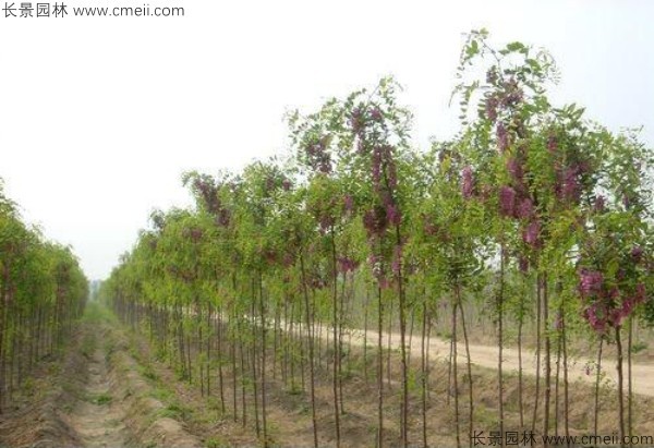 香花槐種子發(fā)芽出苗圖片