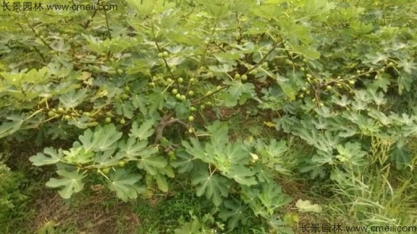 無花果種子發(fā)芽出苗圖片