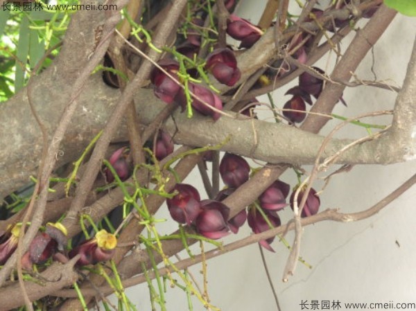 雞血藤種子發(fā)芽出苗開(kāi)花圖片