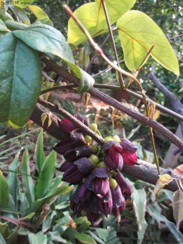 雞血藤種子發(fā)芽出苗開(kāi)花圖片