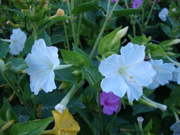 野茉莉種子發(fā)芽出苗開花圖片