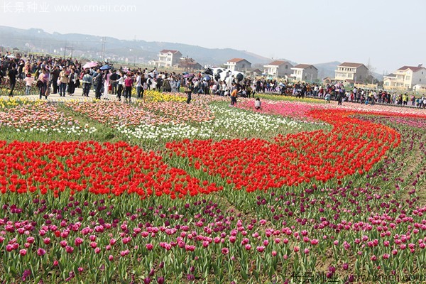 郁金香開花圖片