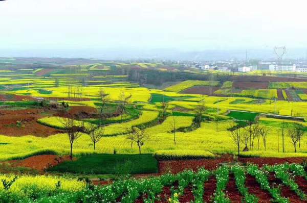 黃色花海油菜花田景觀鄉(xiāng)村旅游