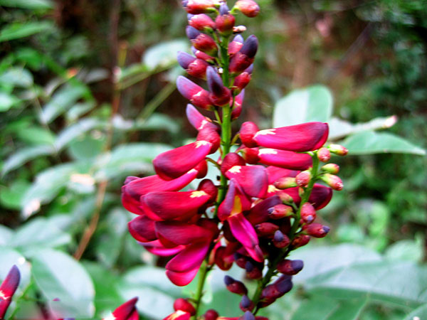 紅花紫藤樹(shù)苗開(kāi)花紅色