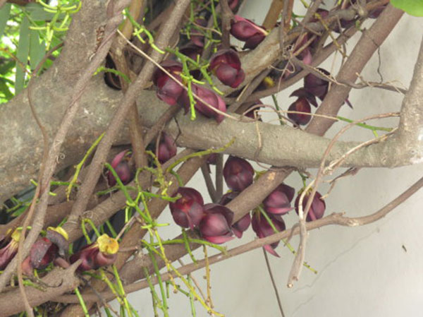 紅花紫藤樹(shù)苗開(kāi)花紅色