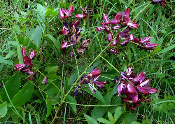 紅花紫藤樹(shù)苗開(kāi)花紅色