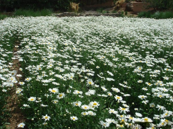 西洋濱菊種子發(fā)芽出苗開(kāi)花圖片